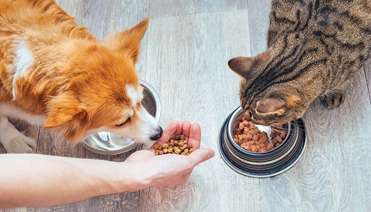 compañero Contaminar Sobrevivir Gremio impulsa nueva regulación en alimento para mascotas | Diario  Financiero