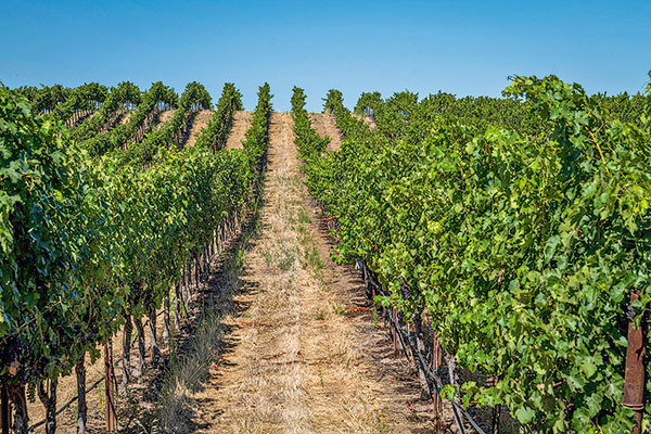 Según el estudio, uno de los sectores que ha mostrado mayores avances en medición de huella de carbono es el vitivinícola.