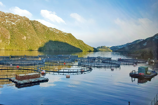 <p>Fondo de inversión toma control total de Nova Austral en medio de conflicto de la salmonera con la SMA</p>