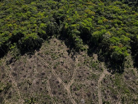 Presidenciales en Brasil aceleran carrera por la deforestación en la Amazonía