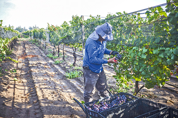 El Consorcio I+D Vinos de Chile con prácticas de control y parametrización del entorno de la vid ha logrado ahorros de 18% de agua.