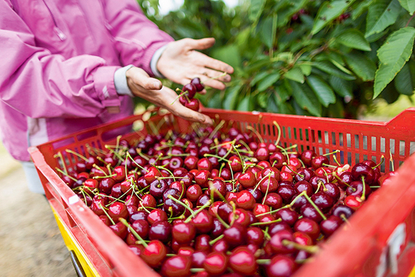 Exportadores proyectan crecimiento de 25% en la nueva temporada de cerezas