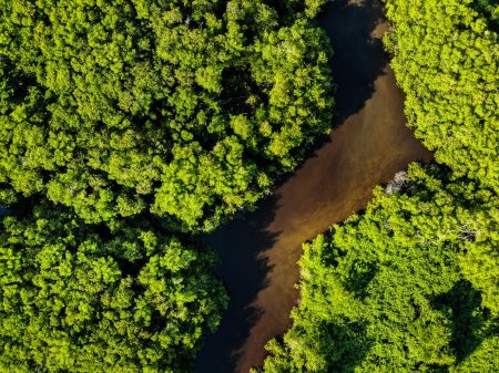 Suzano, Itaú, Marfrig, Rabobank, Santander y Vale impulsan empresa en Brasil para proteger bosques nativos equivalentes al territorio de Suiza