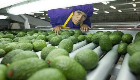 Perú se mantiene como principal proveedor de palta en China