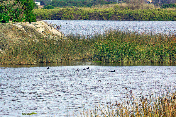 Tercer Tribunal Ambiental rechaza reclamación de EFE por declaración de humedal urbano en la región del Biobío