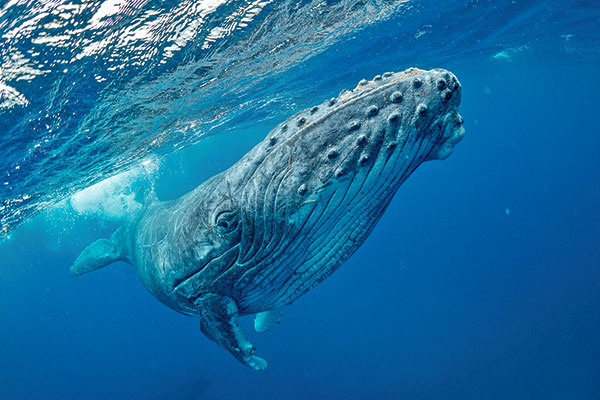 De los científicos a los mercados de carbono: no monetizar a las ballenas