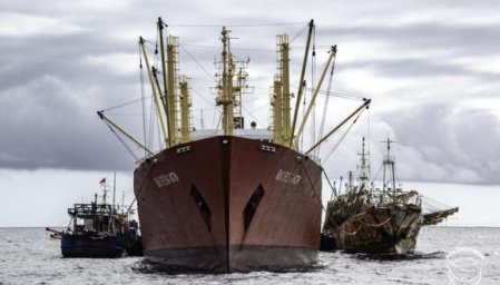 El ilegal negocio de los barcos chinos que sacan calamares gigantes de las aguas peruanas
