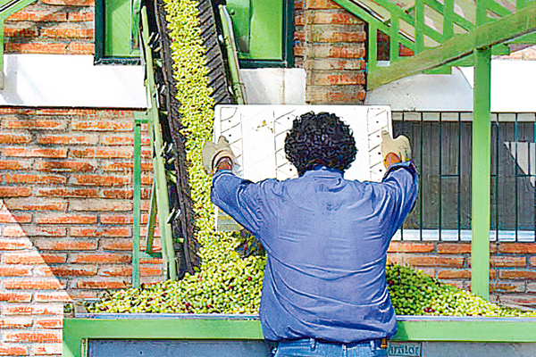 Uno de los principales productores de aceite de oliva del país entra en reorganización financiera