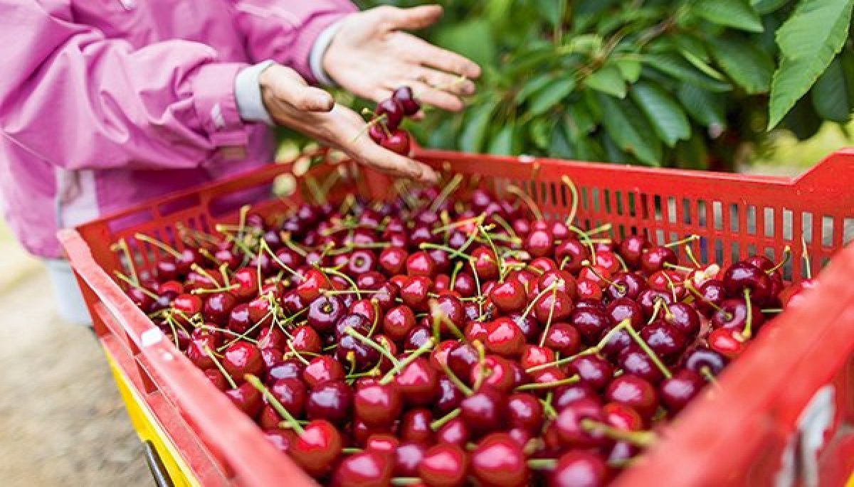 <p>TPS anota récord de transferencia en temporada de cerezas con un 46% más de carga transportada que en 2021</p>