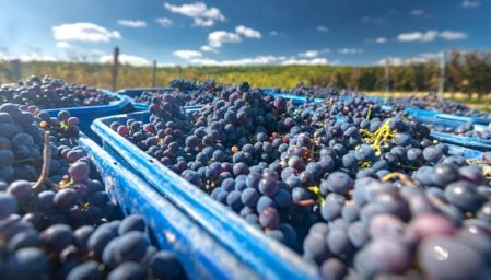 Agroexportaciones peruanas no llegarán a la meta de US$ 10 mil millones debido a las protestas