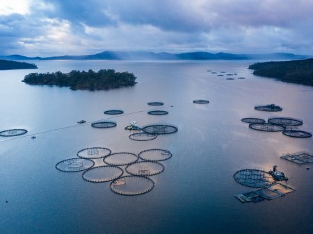 Organismo internacional del salmón prevé estabilidad en el negocio de cara a 2023