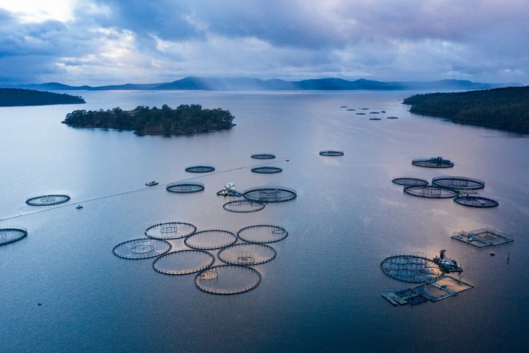 <p>Organismo internacional del salmón prevé estabilidad en el negocio de cara a 2023</p>