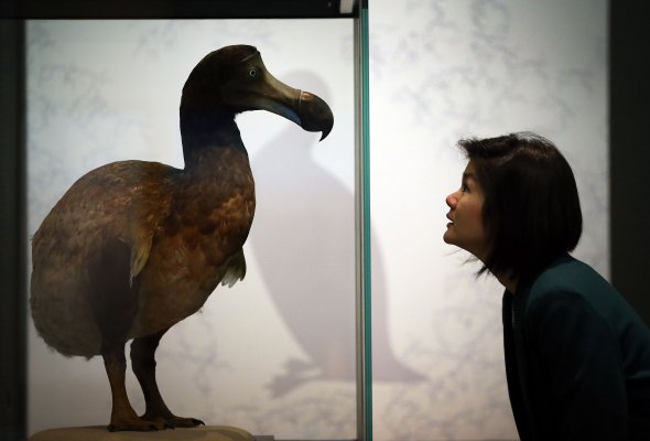 El dodo es el tercer animal extinto en la lista de tareas pendientes. En marzo, dijeron que traería de vuelta al mamut lanudo, y en agosto añadió la promesa de resucitar al tigre de Tasmania.