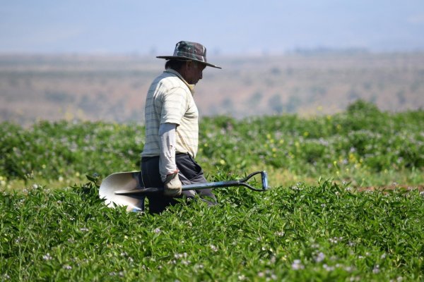 Ola de calor extremo: agricultores y madereros declaran alerta y gobierno suspenderá faenas durante fin de semana