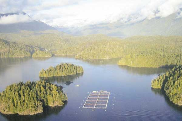 Se suma a Noruega: Gobierno de Canadá se enfrasca en disputa con salmoneras tras cerrar licencias acuícolas