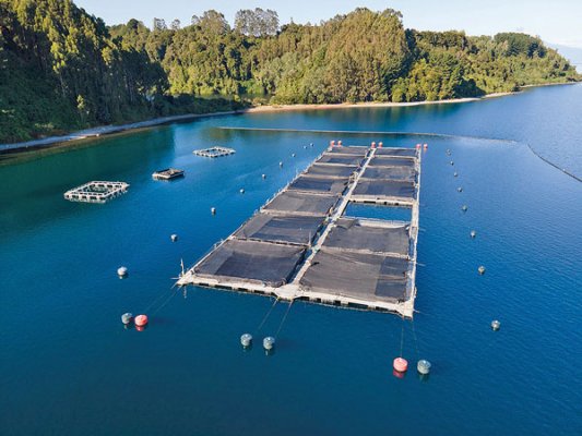 Salmones Camanchaca se recupera en 2022 y termina con ganancias sobre los US$ 44 millones