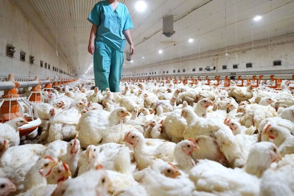 Gremio exportador de carne de pollo y pavo: “Estamos en alerta, pero tranquilos” por la gripe aviar