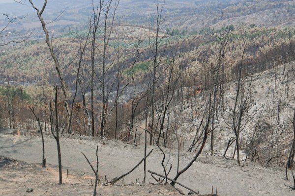 ProChile anuncia plan de acción para viñas exportadoras de Ñuble