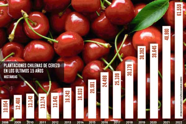 El boom de la cereza: plantaciones se han multiplicado por 19 y se afirman como el principal frutal de Chile