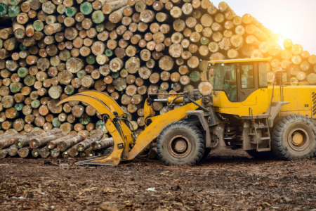 <p>Los "Pandora Papers" de la madera detallan cómo empresa japonesa compraba madera robada en Chile</p>