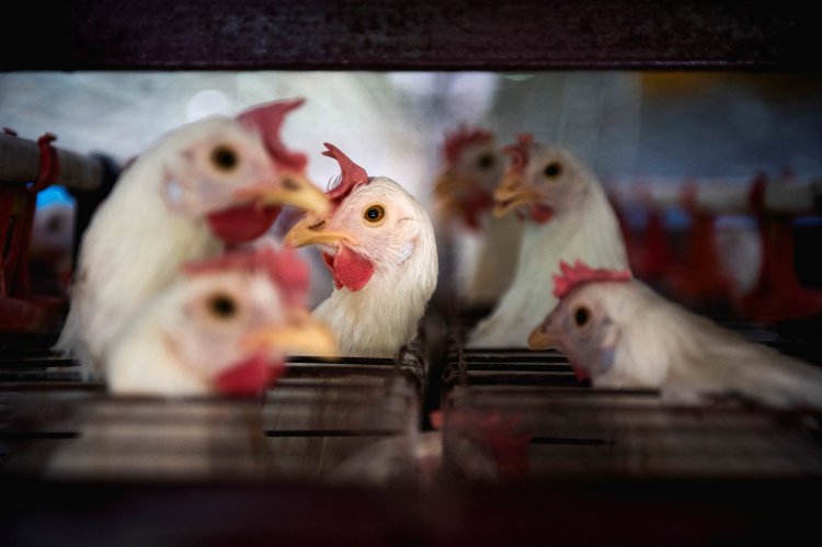 Chile suspende exportaciones por llegada de la gripe aviar a centro de la empresa Agrosuper