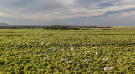 <p>Plan para invertir US$ 1.000 millones en agricultura sostenible en Sudamérica no cumple su objetivo</p>