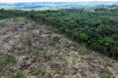 <p>Brasil sale a la búsqueda de startups en su batalla por reforestar la Amazonía</p>