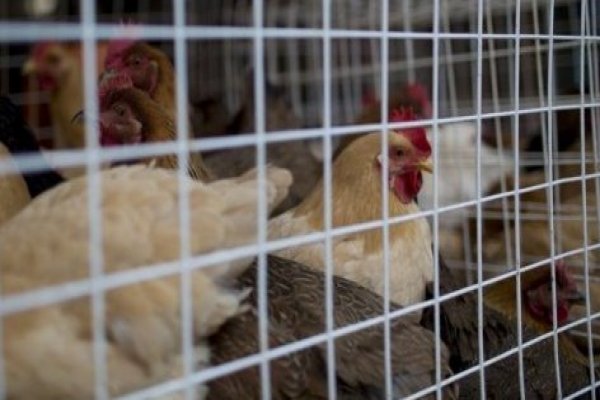 Gobierno confirma nuevo caso de influenza aviar en Linares: afecta entre 4 mil y 5 mil aves