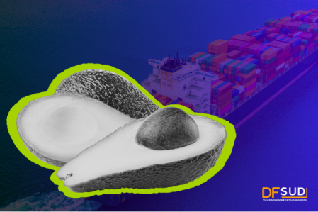 Radiografía a la exportación de palta en América Latina: ¿qué países llevan la delantera?