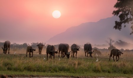 La apuesta de Venezuela por posicionarse como un actor ganadero de la mano de la carne de búfalo
