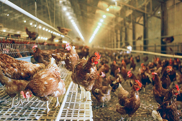 Gobierno anuncia medidas por gripe aviar y productores de huevos piden ampliar medidas
