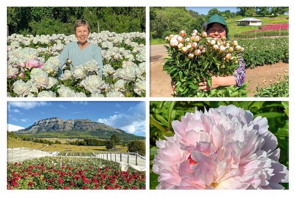 Flores de exportación: las peonías ganan terreno en Chile