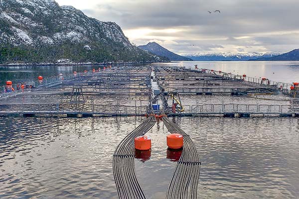 <p>Salmoneras en alerta por proyecto de ley que podría eliminar el 60% de las concesiones del sector</p>