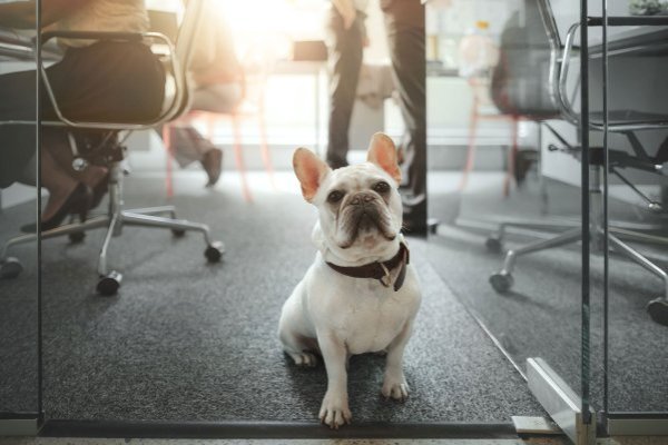 Los mejores lugares de trabajo para personas con mascotas en EEUU incluyen licencias por paternidad y días de duelo