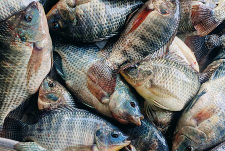 Inversionistas acuícolas miran a Perú, pero optan por Ecuador y Chile