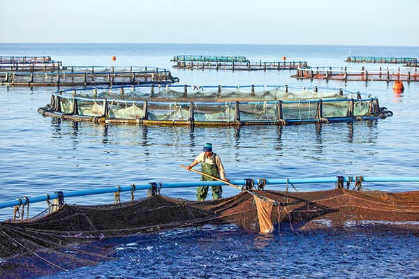 Industria salmonera y ambientalistas se enfrentan de cara a votación del proyecto de áreas protegidas