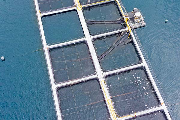 Salmoneras apuestan a nueva ley de acuicultura tras sortear intento de prohibición en áreas protegidas