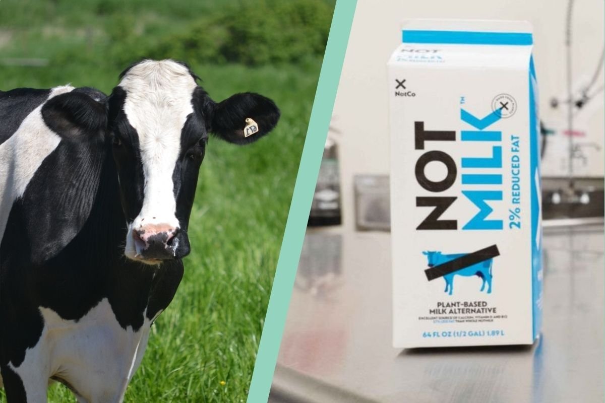 <p>NotCo responde a sentencia judicial: "NotMilk seguirá disponible en puntos de venta de todo el país"</p>