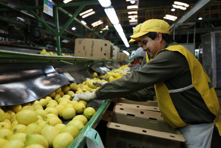 <p>San Miguel, el mayor exportador de limones de Argentina instalará una planta en Sudáfrica</p>