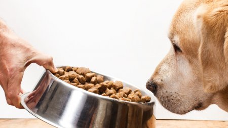 Chilena Ludipek se expande a Perú con la entrega personalizada de productos premium para mascotas