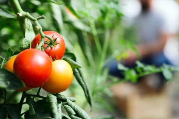 La herramienta busca ser un insumo para las autoridades y productores en la toma de medidas preventivas agrícolas y ganaderas.