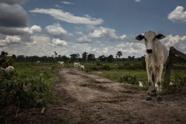 En la Amazonia, los focos de deforestación se concentraban en torno a las carreteras y a menudo se debían a la roturación de tierras para pastos, según el informe.