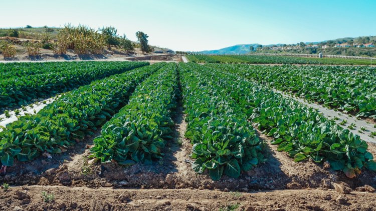 <p>Exportaciones agrícolas de Perú podrían superar a las de Chile, ¿en cuánto tiempo?</p>
