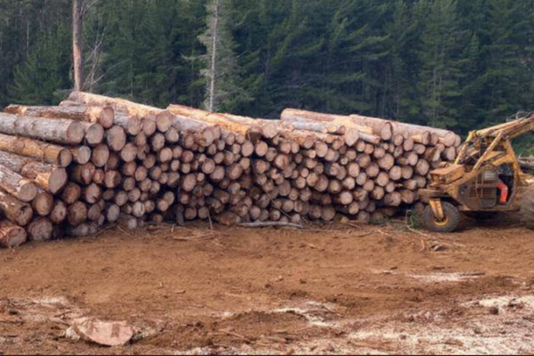 Condenan a ex ejecutivos de Innovaciones Forestales por estafa, apropiación indebida y falsificación de instrumento privado