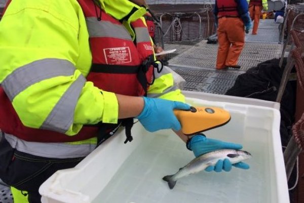 Informe anual de Sernapesca: salmoneras redujeron en más de 30% el uso de antibióticos en 2022