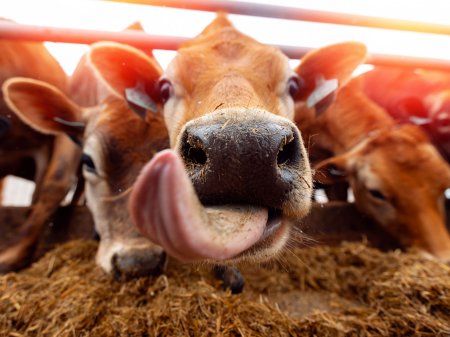 <p>Argentina fue el único país del Mercosur que incrementó la exportación de carne vacuna: ¿qué pasó con el precio en dólares?</p>