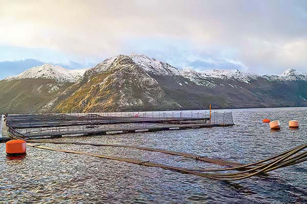 Tribunal prorroga reorganización de Nova Austral debido a la magnitud y carga de trabajo de la causa