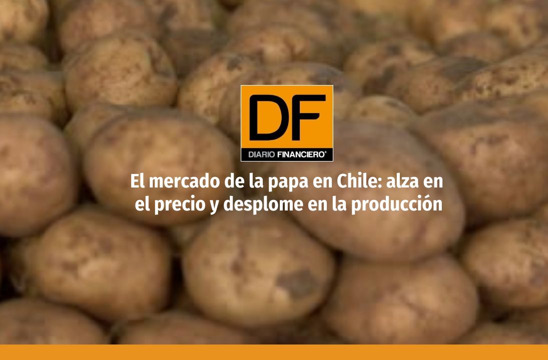 <p>El negocio de la papa en Chile: más de 24 mil agricultores y una drástica caída en la producción</p>