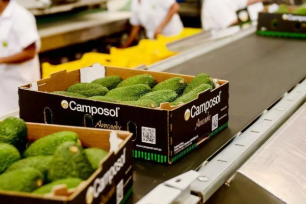 <p>Agrícola peruana Camposol habría solicitado su reestructuración y comenzó despidos de trabajadores</p>