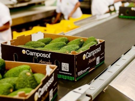 <p>Agrícola peruana Camposol entró en proceso de reestructuración interna, que incluye despidos</p>